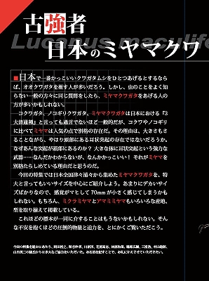 ビークワ47号（BE・KUWA） 日本のミヤマクワガタ大特集