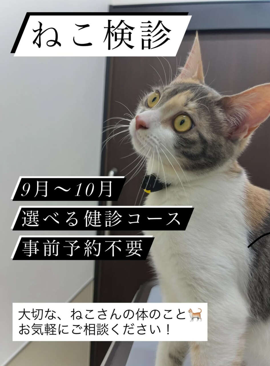 🐾ネコ検診（猫ちゃん健康診断キャンペーン）のお知らせ🐾 | 上大岡