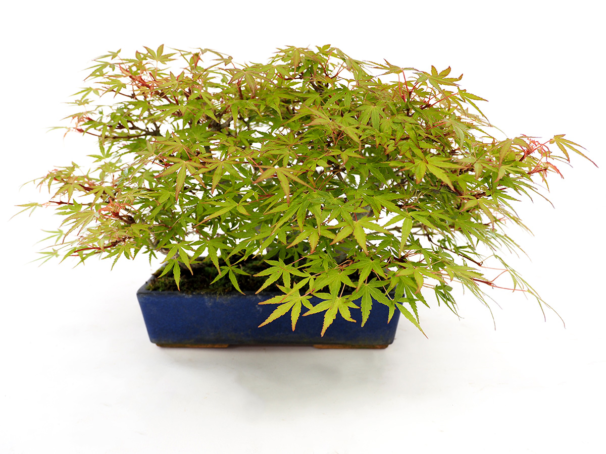 2205-0602 | 北関東盆栽組合