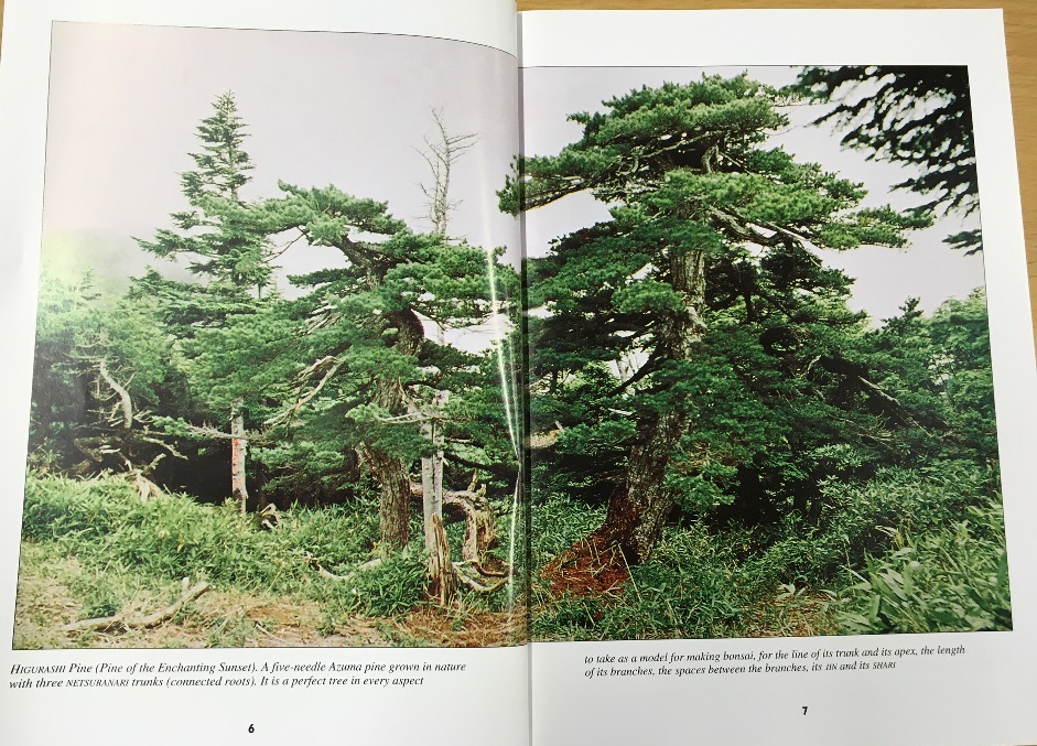 待望の復刻！「五葉松盆栽の作り方」（書籍） | 小林産業株式会社