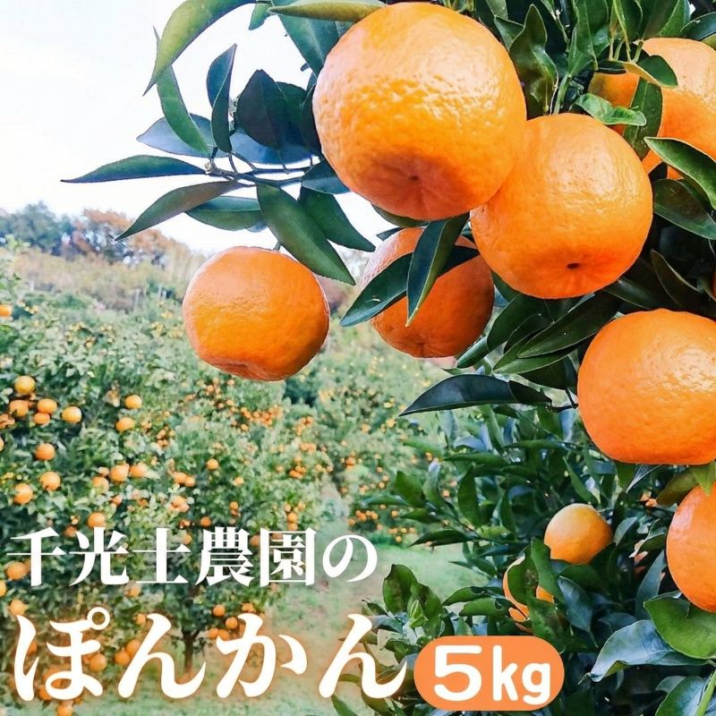 家庭用 高知県産ポンカン サイズ混合 1.7～15kg – 高知かわうそ市場