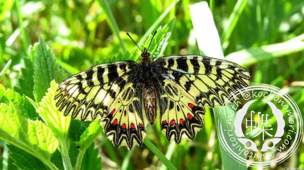タイスアゲハ - 胡蝶の杜