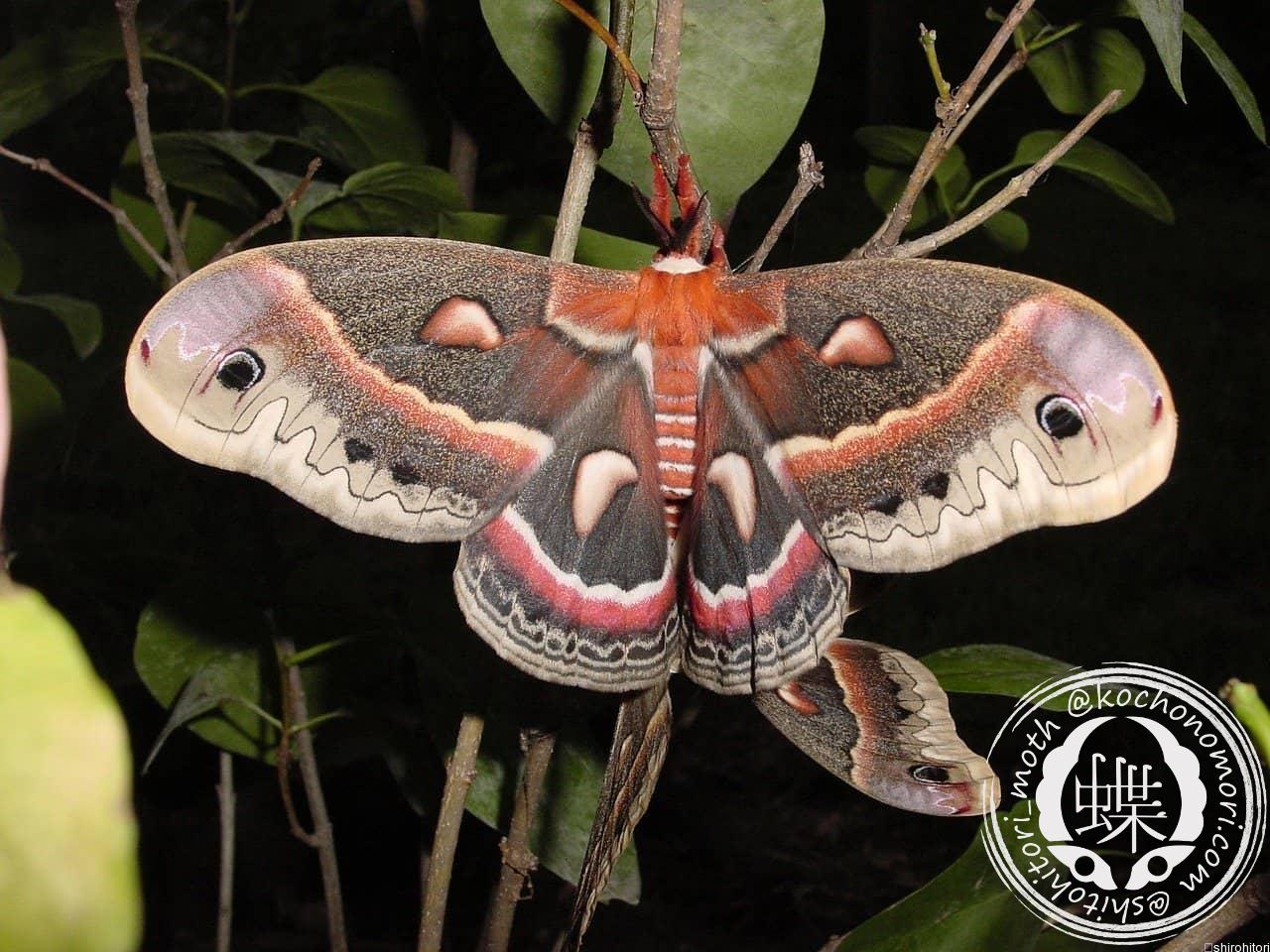 セクロピアサン モス蛾ガモルフォ蝶蛇トンボゼミセミ蝉蜻蛉標本