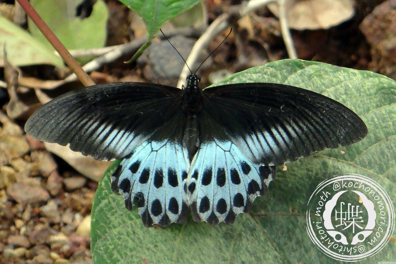 テンジクアゲハ - 胡蝶の杜