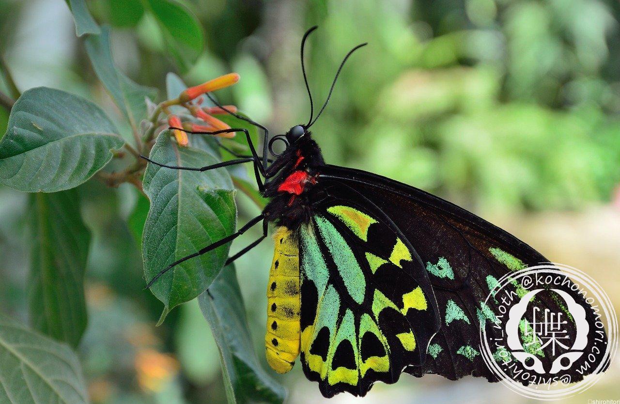 ケアンズトリバネアゲハ - 胡蝶の杜