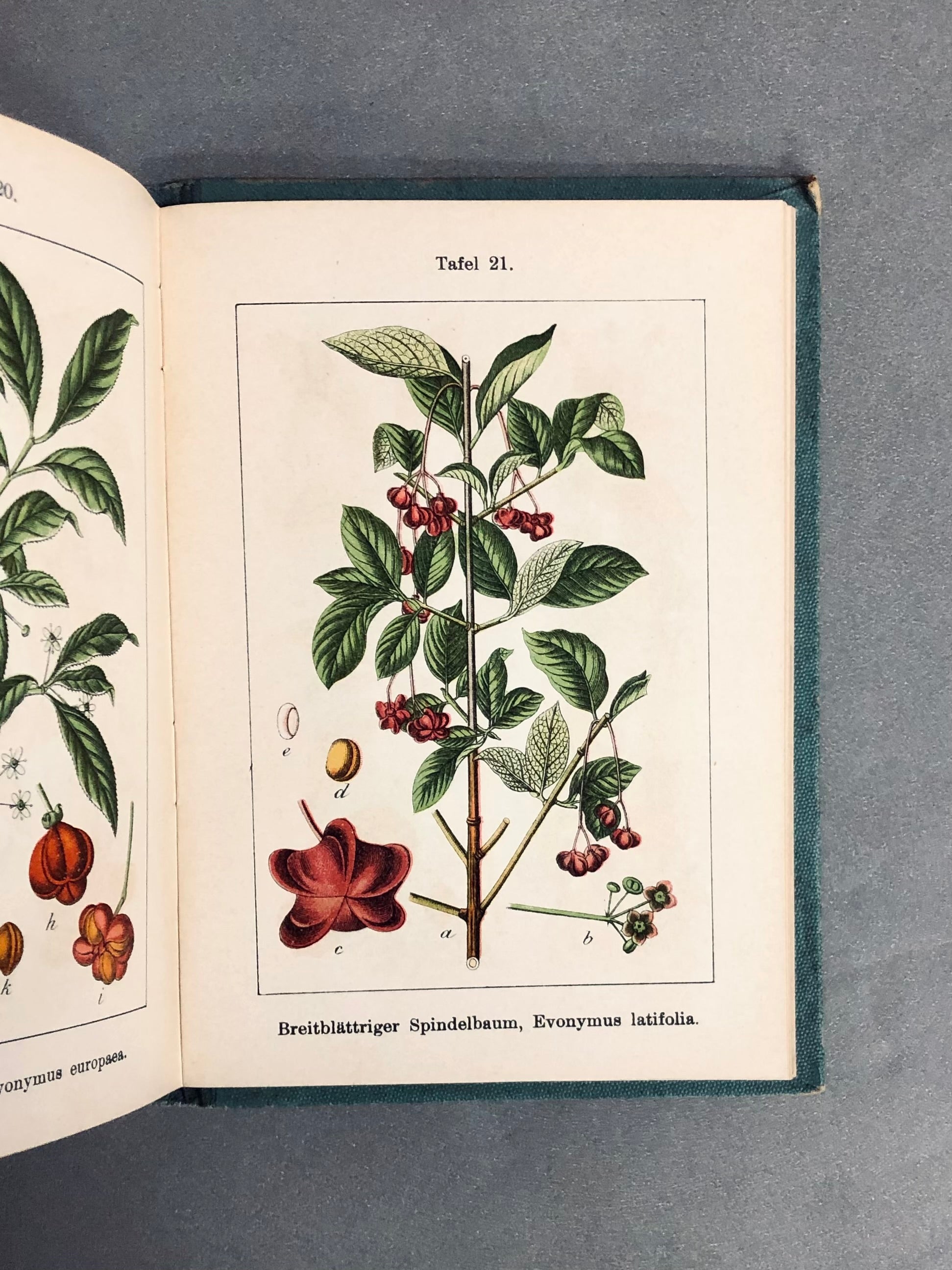 J.Strum s Flora von Deutchland ドイツのポケット植物図鑑 洋書 【林