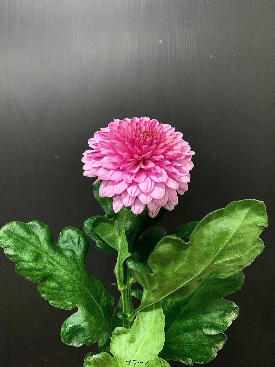 KOTA Photo ディスバッドマム ピンク | 九州大田花き