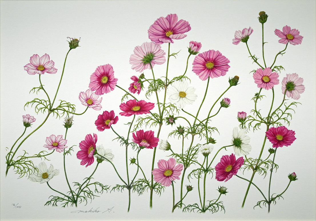 安藤牧子「コスモス（Botanical Art）」版画・10号大 絵画買取・販売の