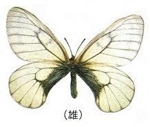 ウスバアゲハ(うすばあげは)とは？ 意味や使い方 - コトバンク
