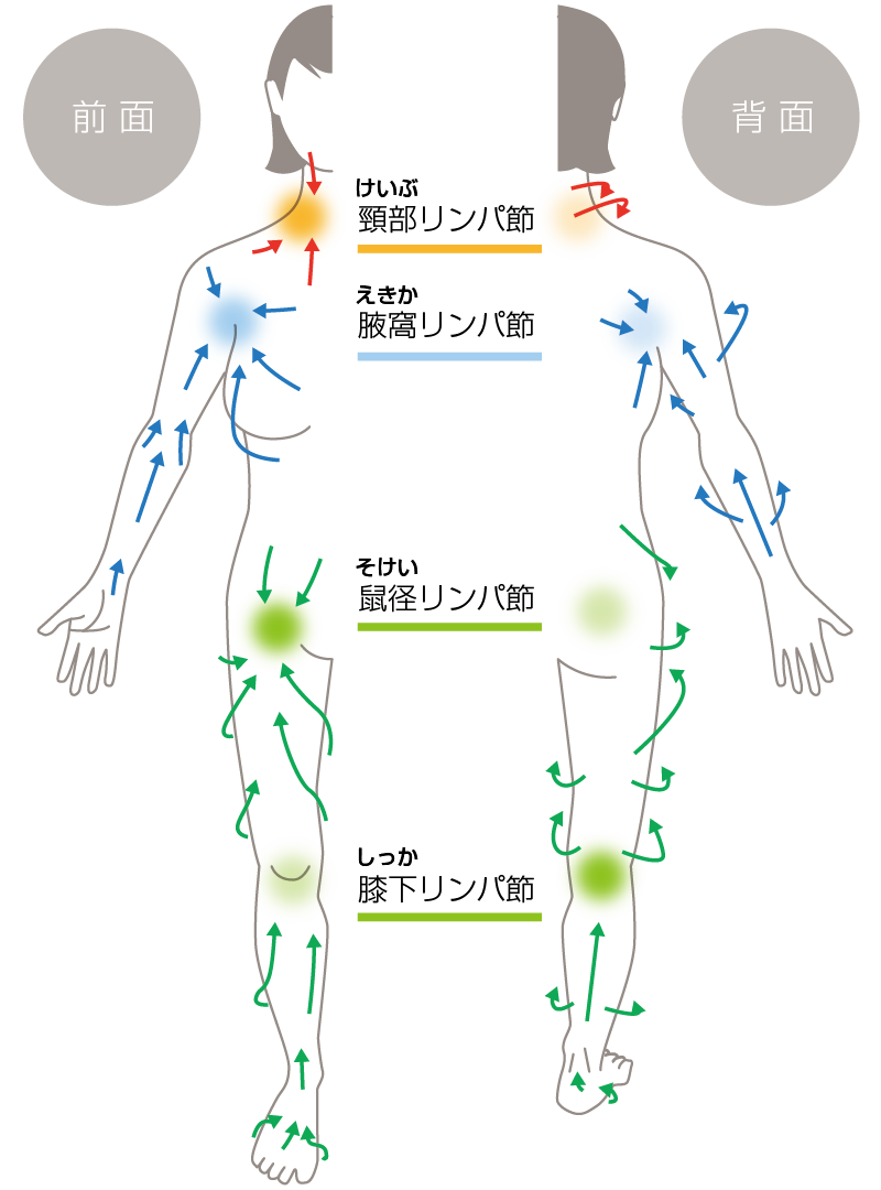 医療リンパドレナージ – KMR clinic | 岡山市北区今2−8−14 リンパ
