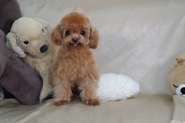 マイクロティーカッププードル確定 目が大きく小さな小さな可愛い