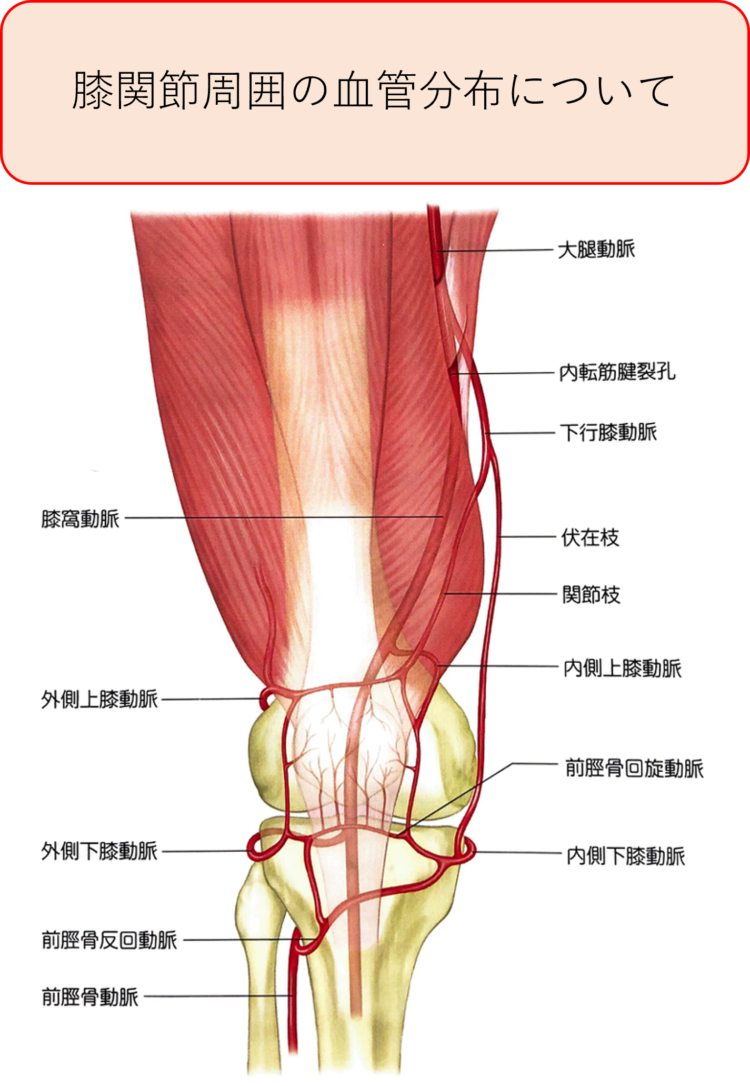 TKA(人工膝関節)術後の創治癒について～いつから創の状態は良くなるの