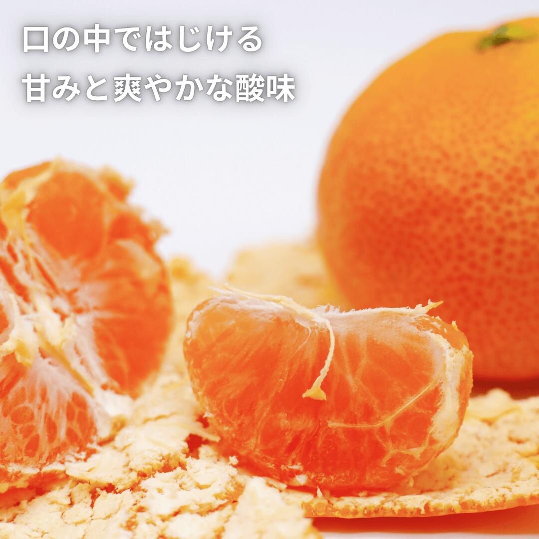 柑橘王国・愛媛県西宇和地方より産地直送！お試しみかんのご予約受付中