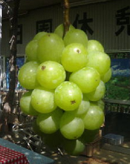 翠峰 – ぶどう狩り＠久保田園 山梨県甲州市勝沼町のぶどう狩り園