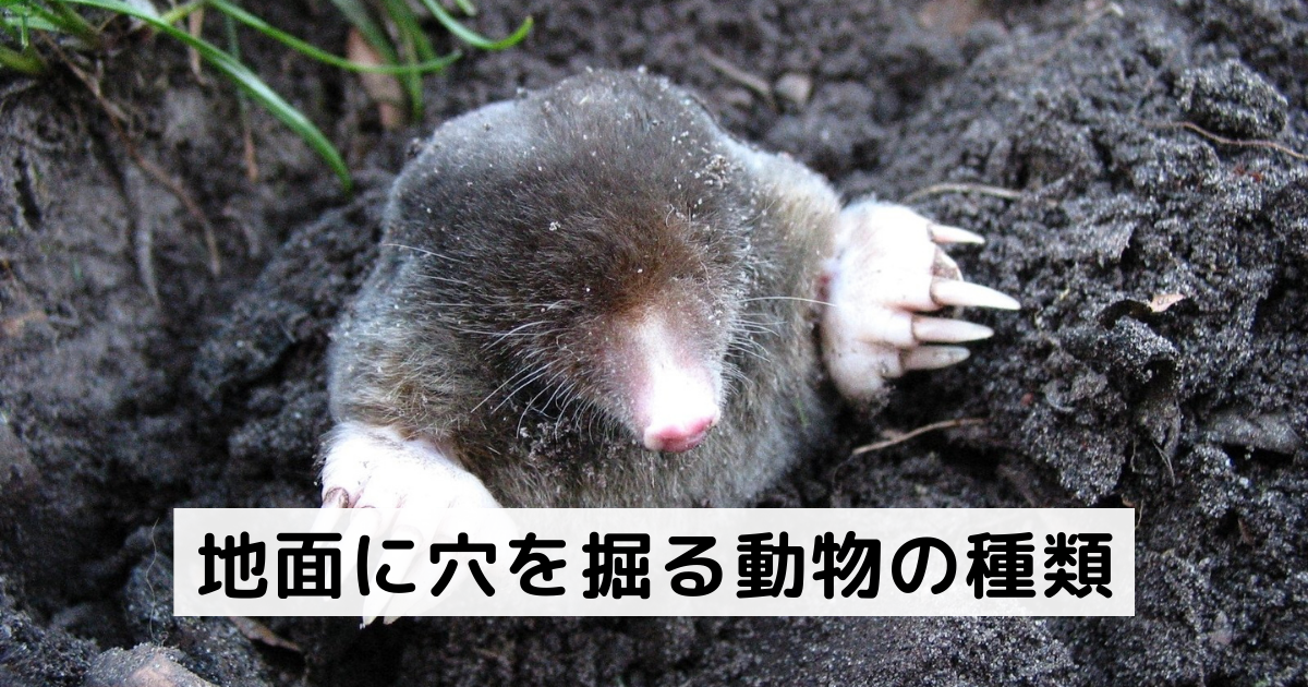 底に何か掘ってありますが不明 庭に穴がある…ネズミ？モグラ？見分け方