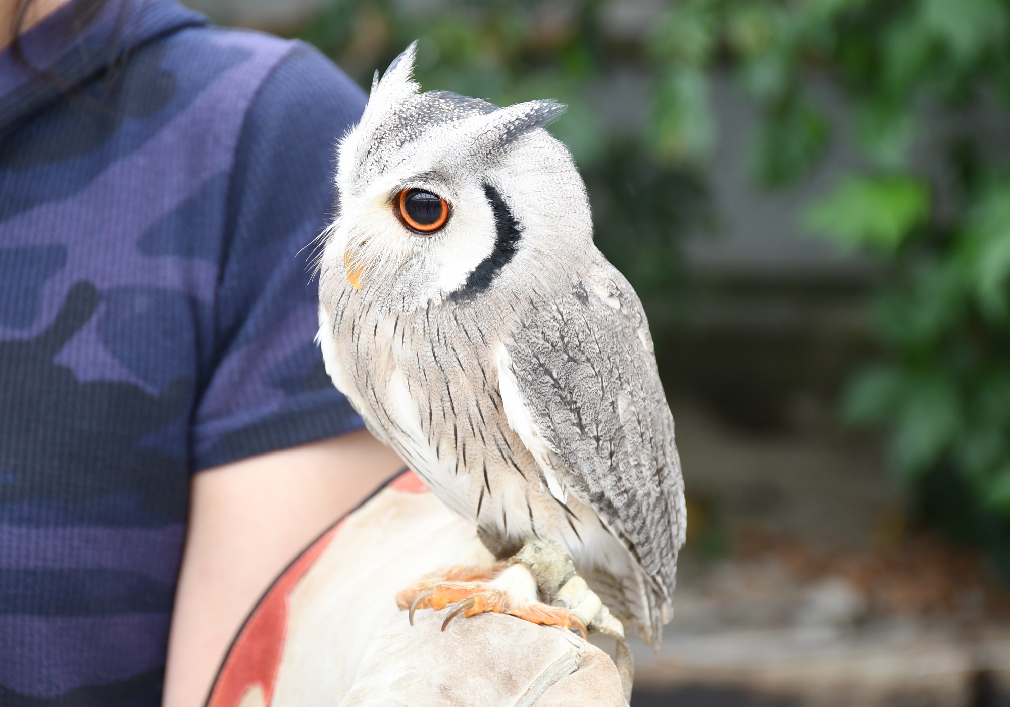 掛川花鳥園】日本一有名なアフリカオオコノハズクのポポちゃん特集