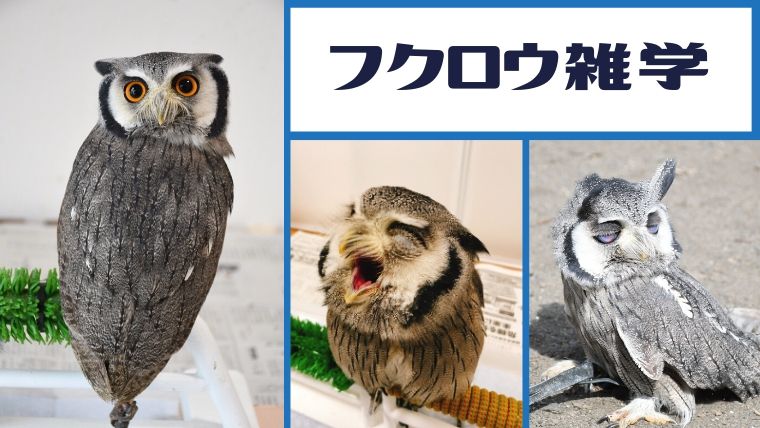 フクロウ雑学まとめ】特徴が分かるふくろう豆知識14個！｜くるるの野望