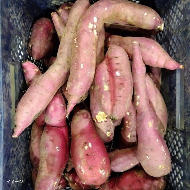 島津甘藷（紅はるか）規格外品 さつまいも」8kgのお得通販｜Kuradashi