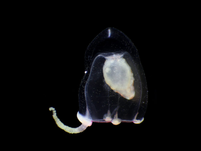 クラゲ | いきものカテゴリー | 公益財団法人 黒潮生物研究所 | ページ 5