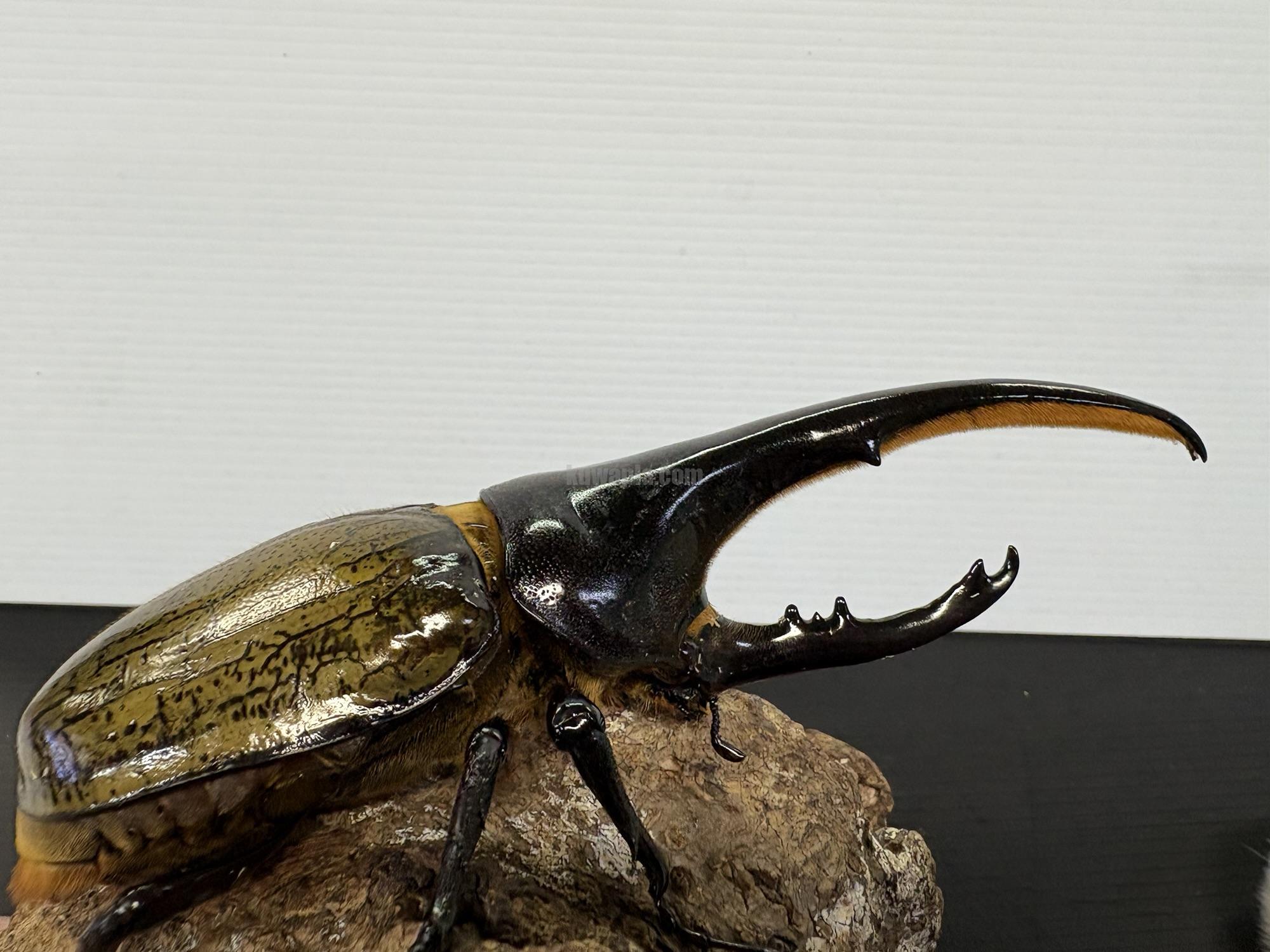 ヘラクレスヘラクレスペア | くわかぶプラネット