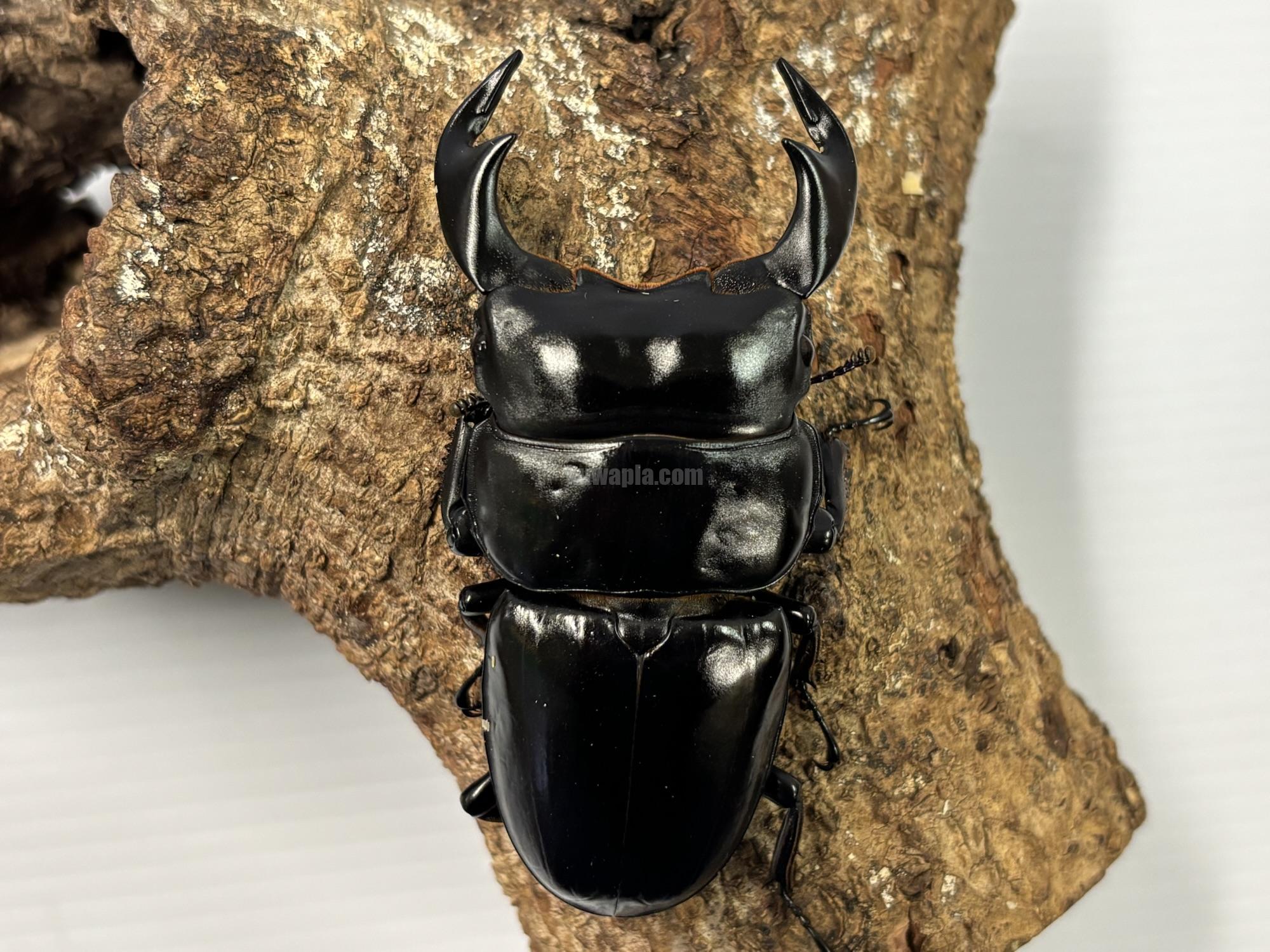 ネパールアンタエウスオオクワガタペア | くわかぶプラネット
