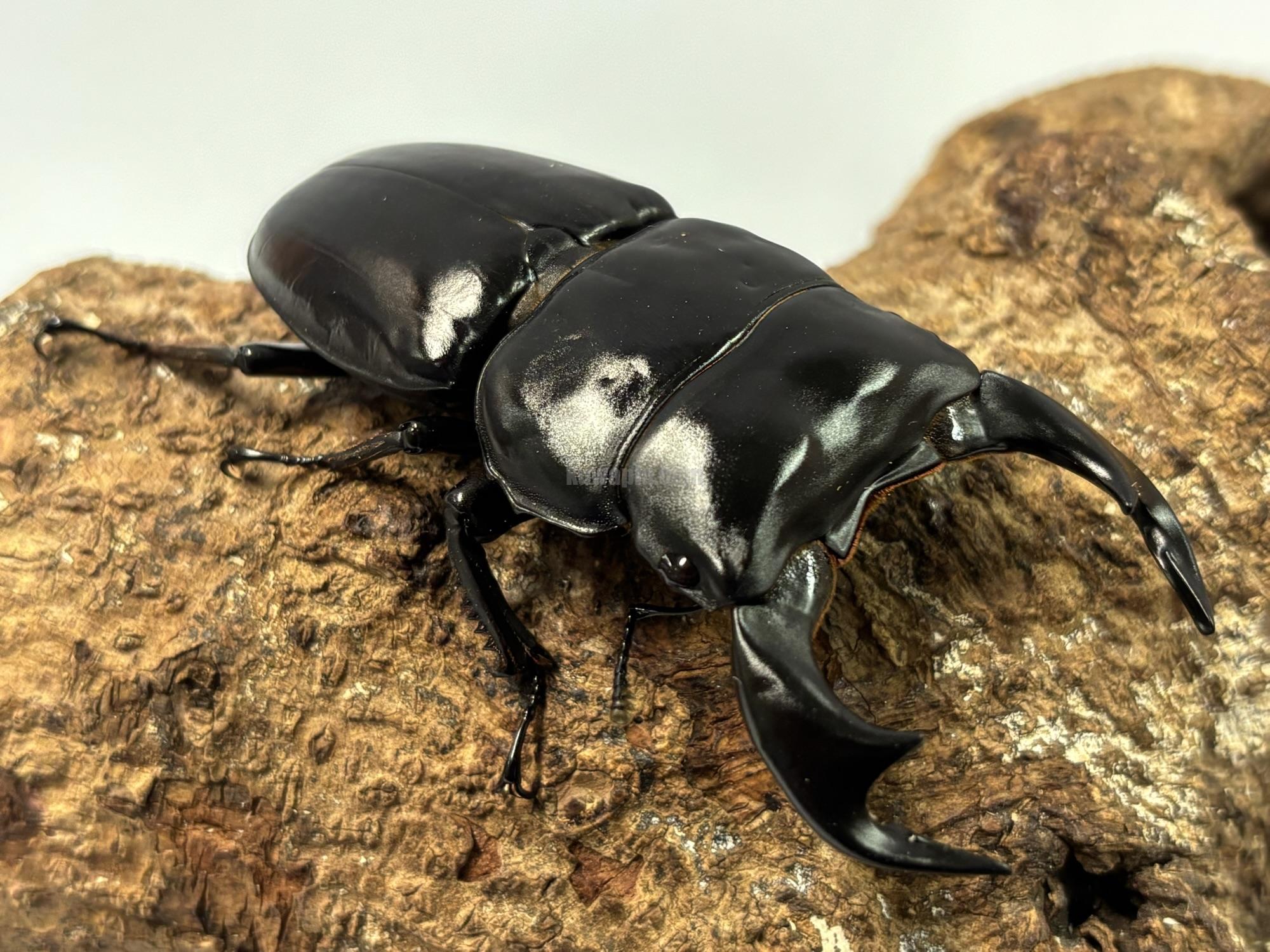 ネパールアンタエウスオオクワガタペア | くわかぶプラネット