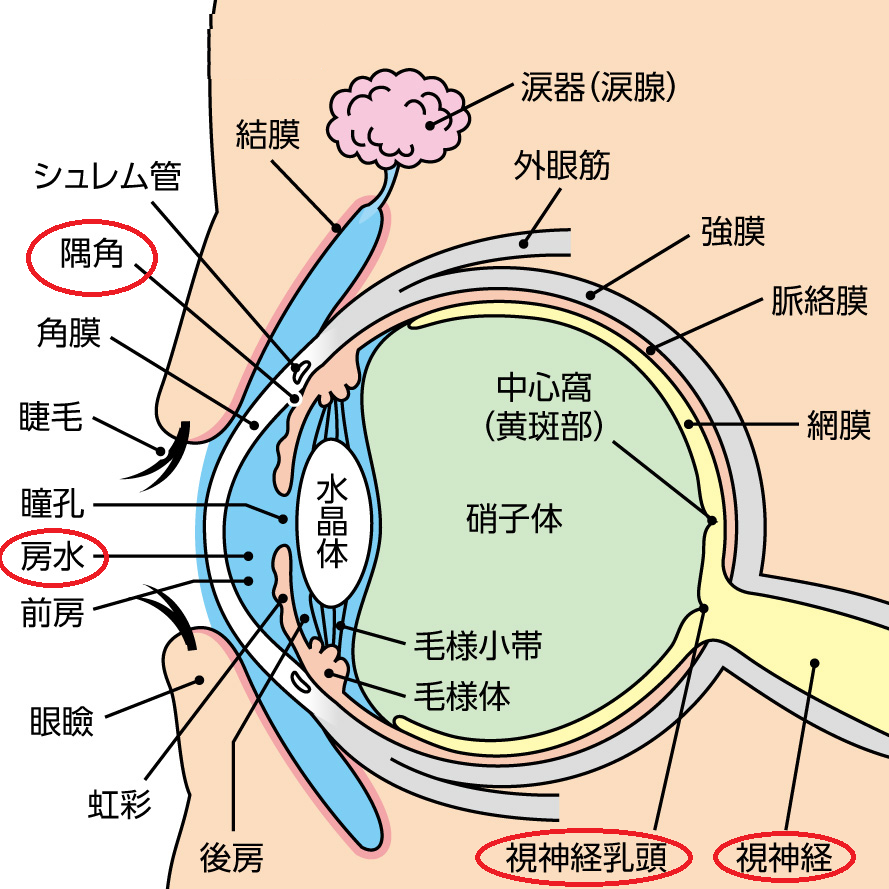 原発開放隅角緑内障 (よくある目の病気 86) ｜ 京橋クリニック眼科