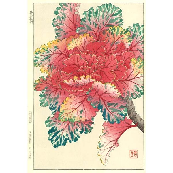 水彩画 葉牡丹 F6 水彩画 葉牡丹 F6 水彩画 葉牡丹 F6