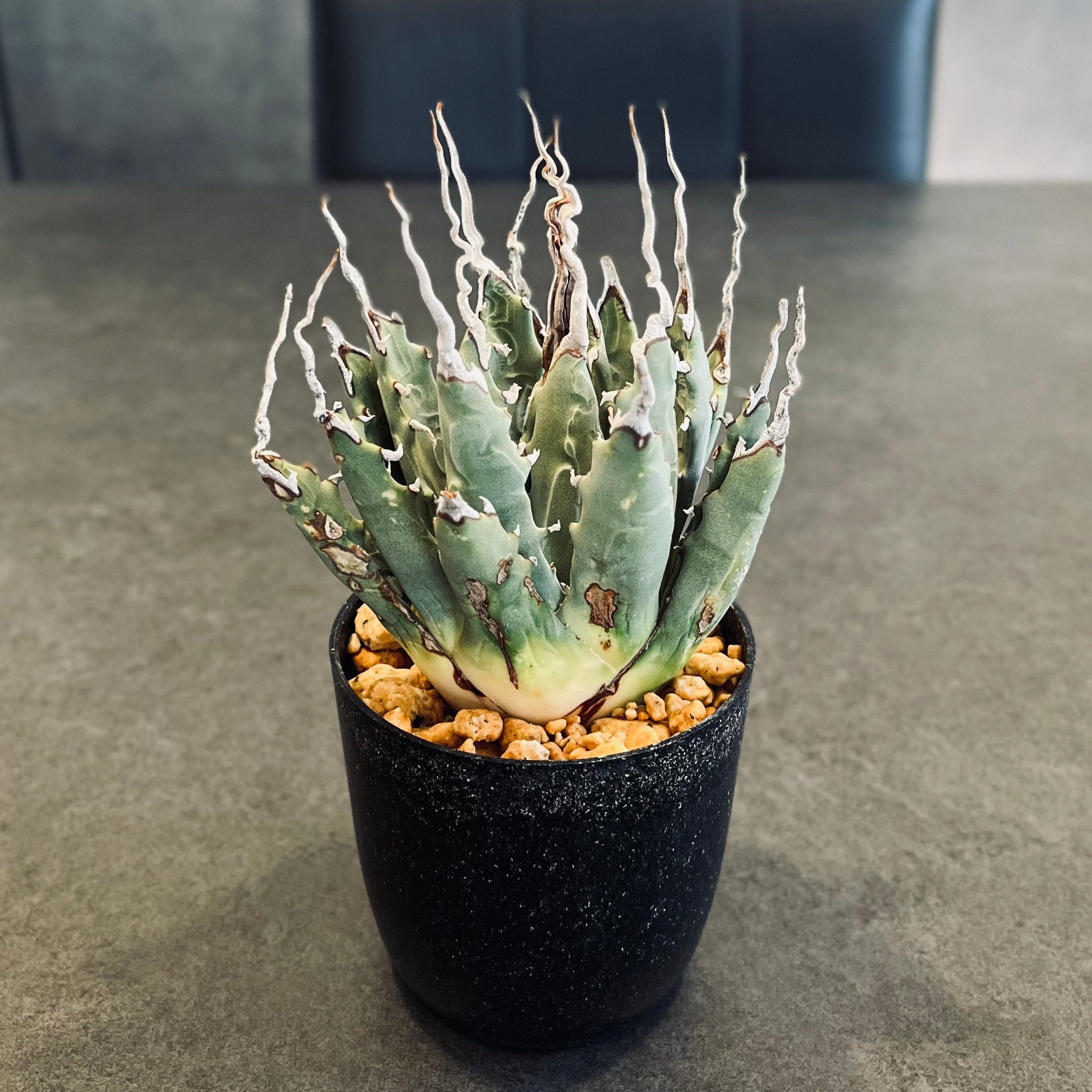 まとめ売り グラキリス エボリスピナ カクチペス まとめ売り