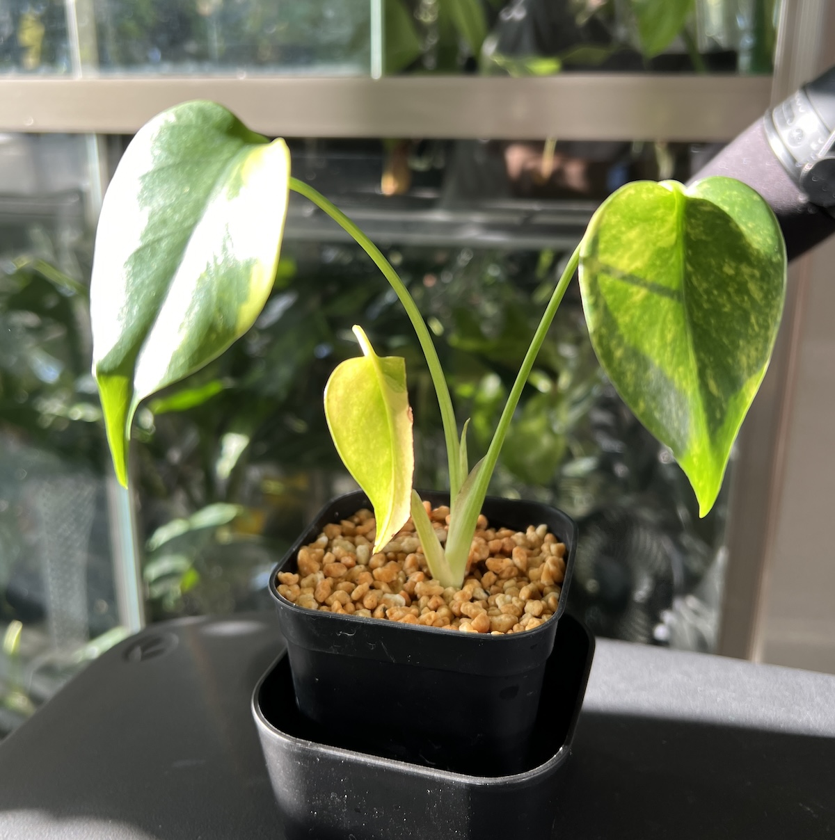 モンステラ・デリシオーサ 'イエローマリリン' 成長記録・育て方