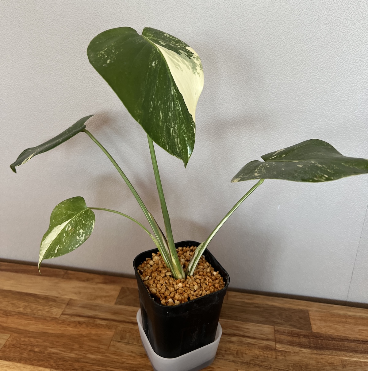 ト*オ様 モンステラ斑入り デリシオーサ挿木、実生株 変異個体と奇形