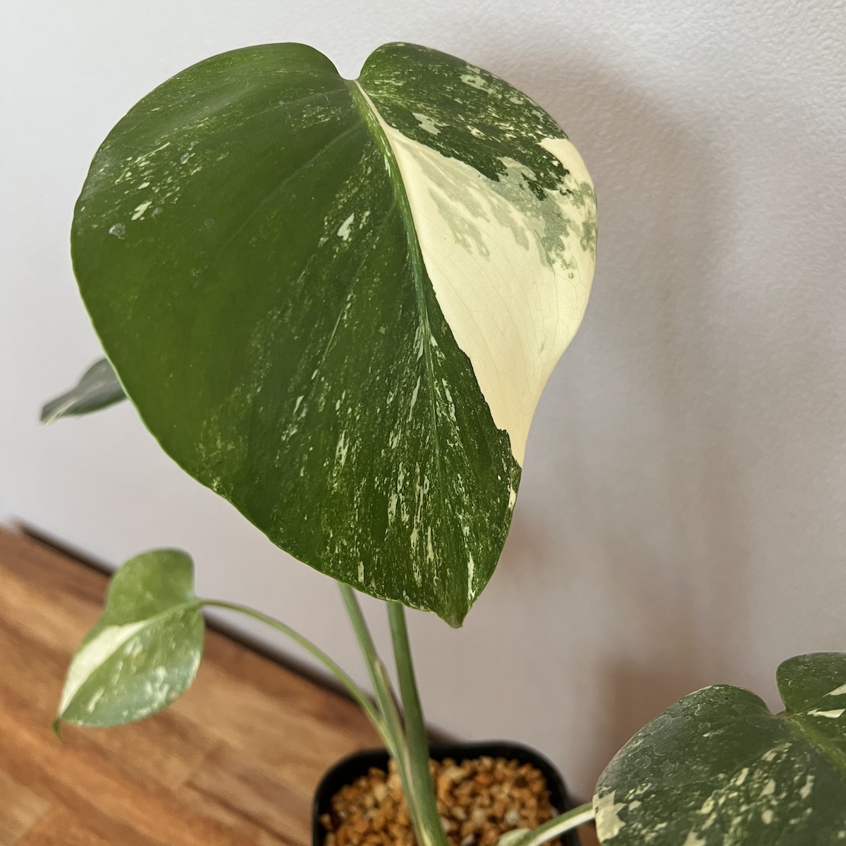 モンステラ・デリシオーサ '(仮)艶姿(白斑)' 成長記録・育て方