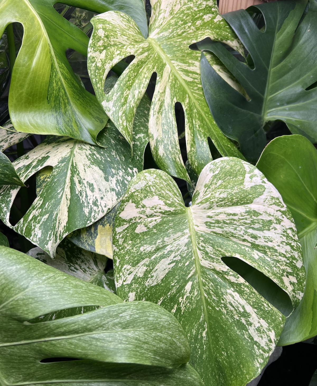 2026年版】モンステラの種類(斑入り含む)、65種類の画像と解説入り図鑑