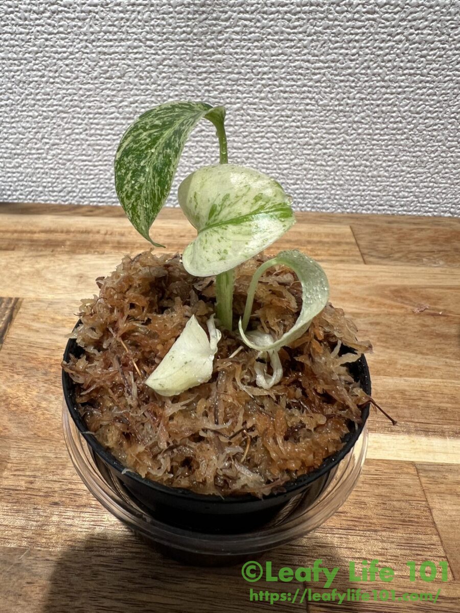 モンステラ・デリシオーサ 'ミント バリエガータ'成長記録・育て方