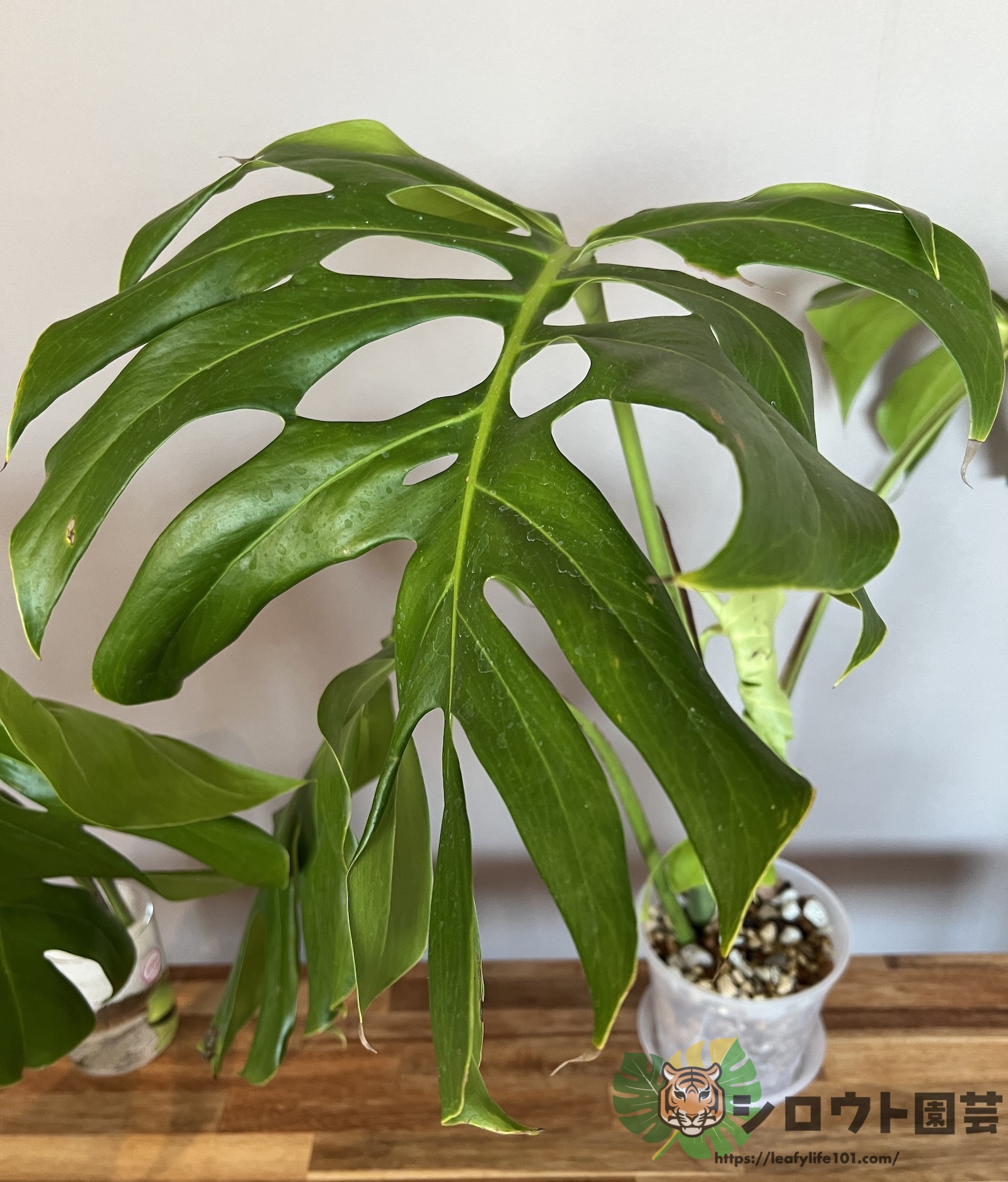 モンステラ・デリシオーサ 変異株穴デカ 成長記録・育て方 | シロウト園芸