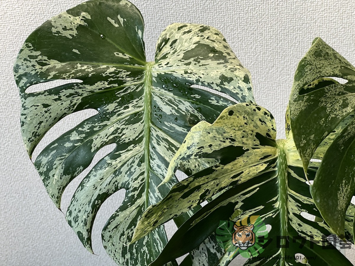 モンステラ・デリシオーサ 'ベトシオーサ' 成長記録・育て方