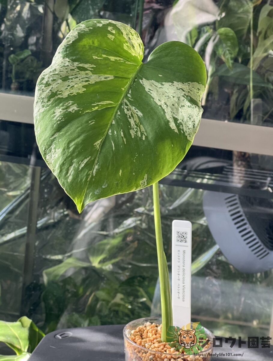 モンステラ・デリシオーサ 'ベトシオーサ' 成長記録・育て方