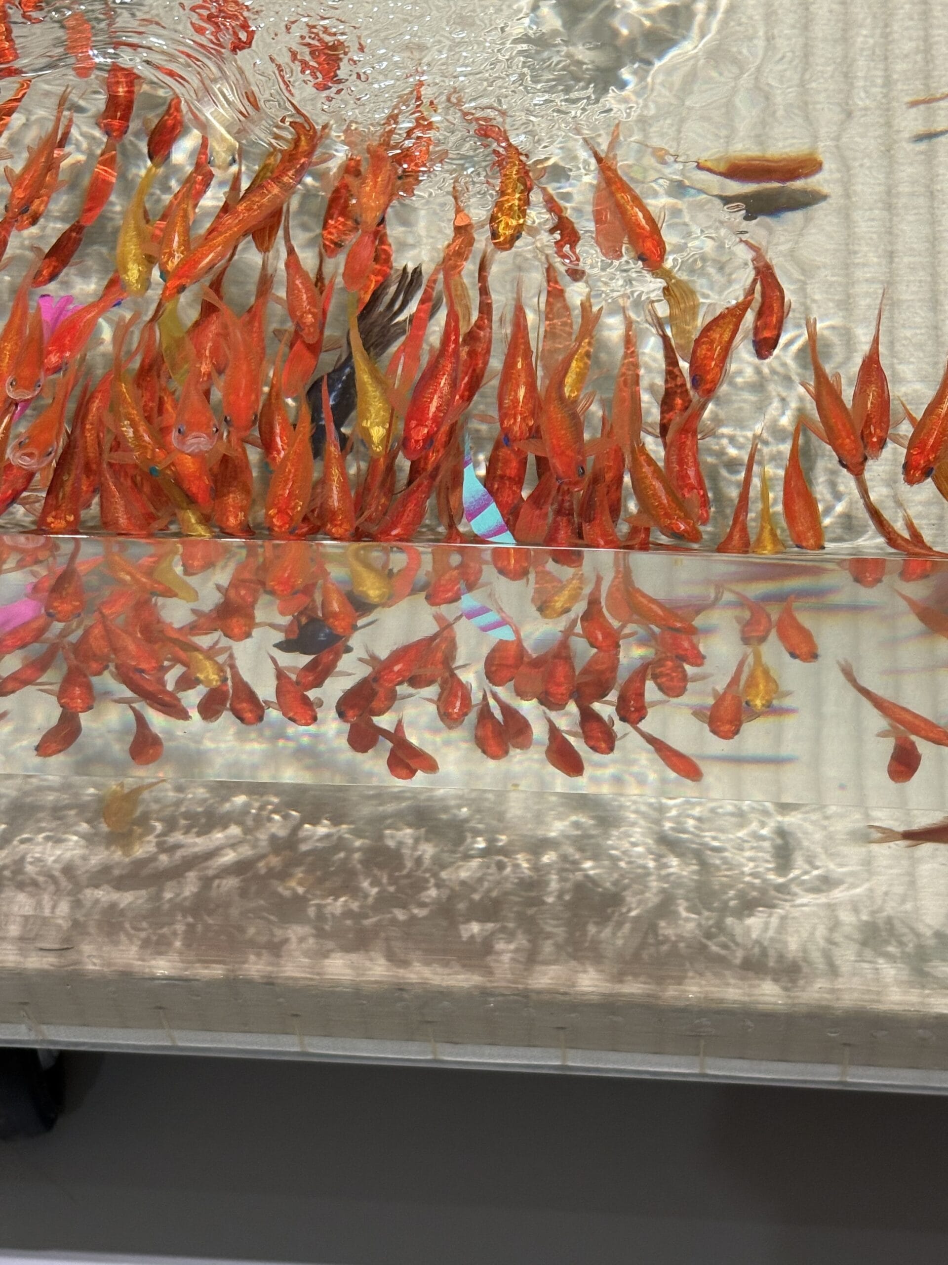 金魚絵師 深堀隆介展へ 100人隊デート♡ | LEE