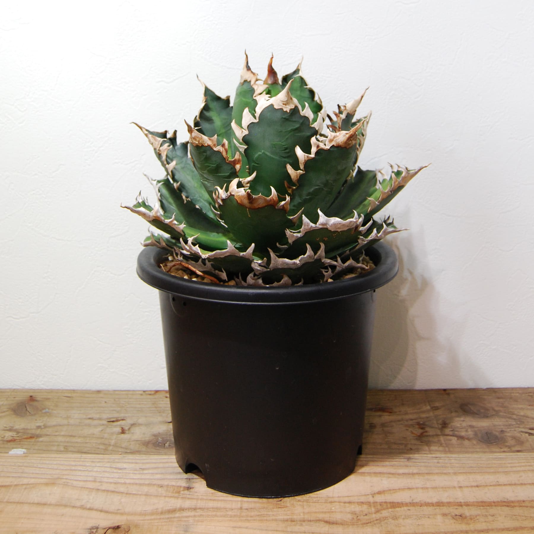 アガベ チタノタ レッド キャットウィーズル（赤猫）033 – linkplants