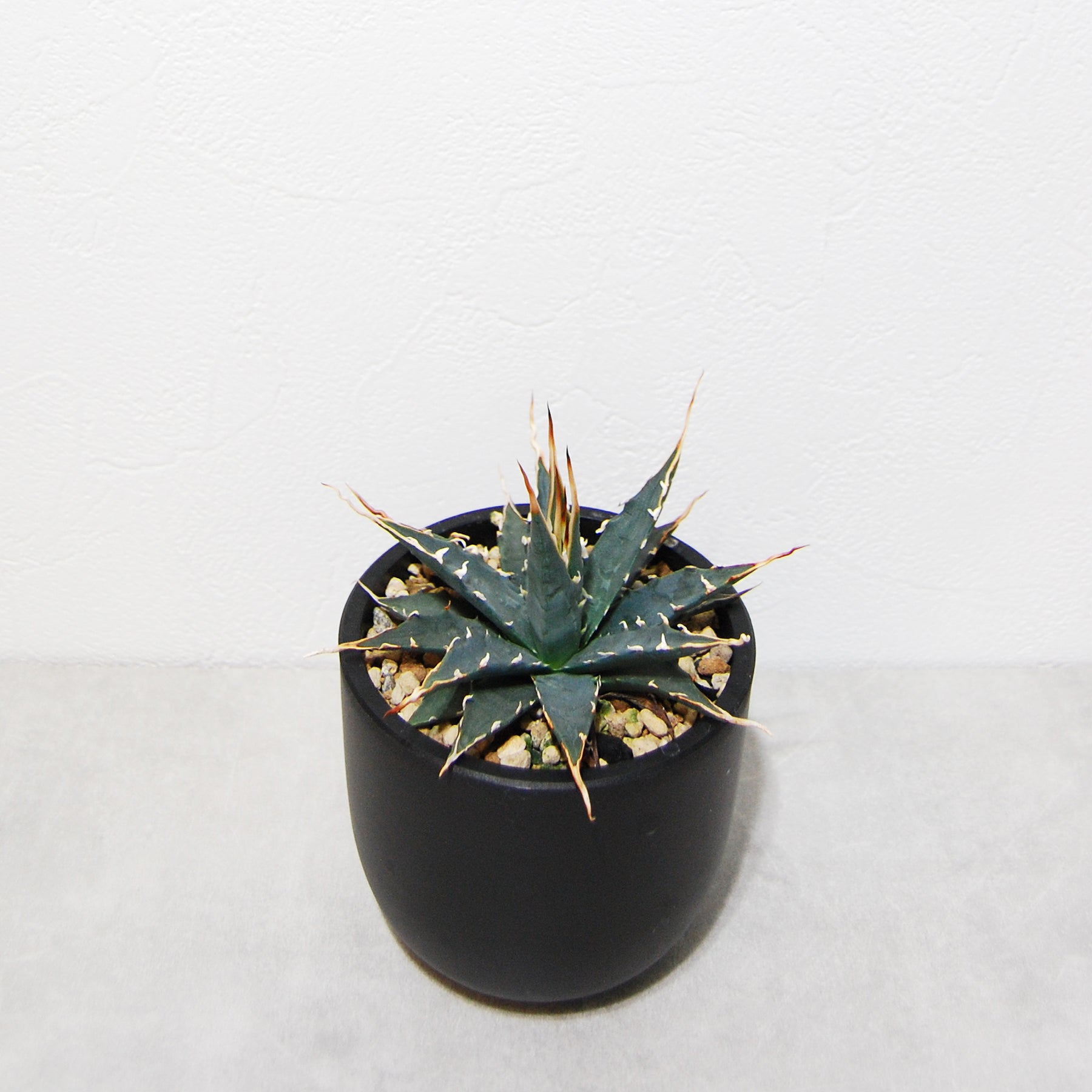 アガベ ユタエンシス エボリスピナ 実生 陽炎選抜 017 – linkplants