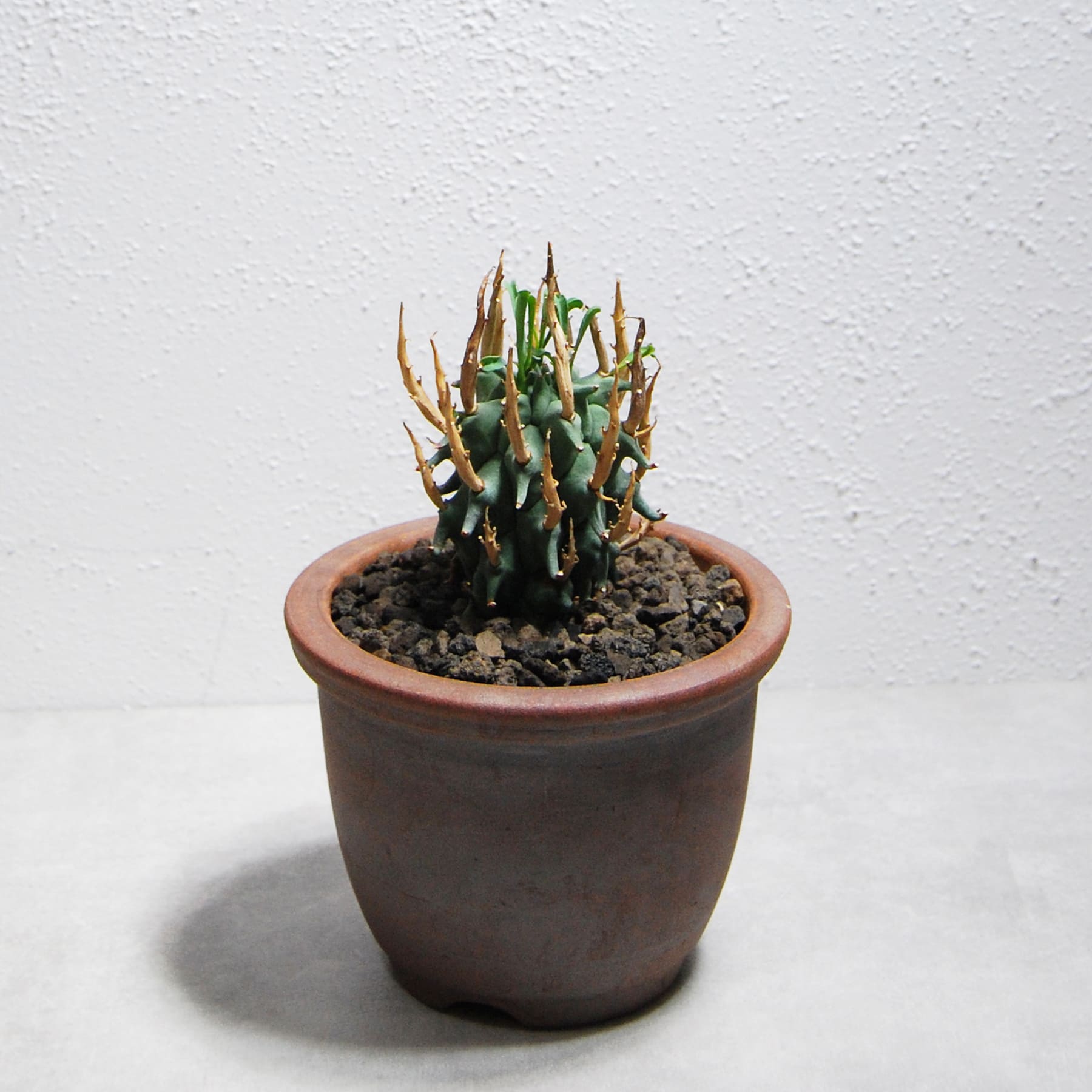 ユーフォルビア スコエンランディ（闘牛角）001 – linkplants -リンク