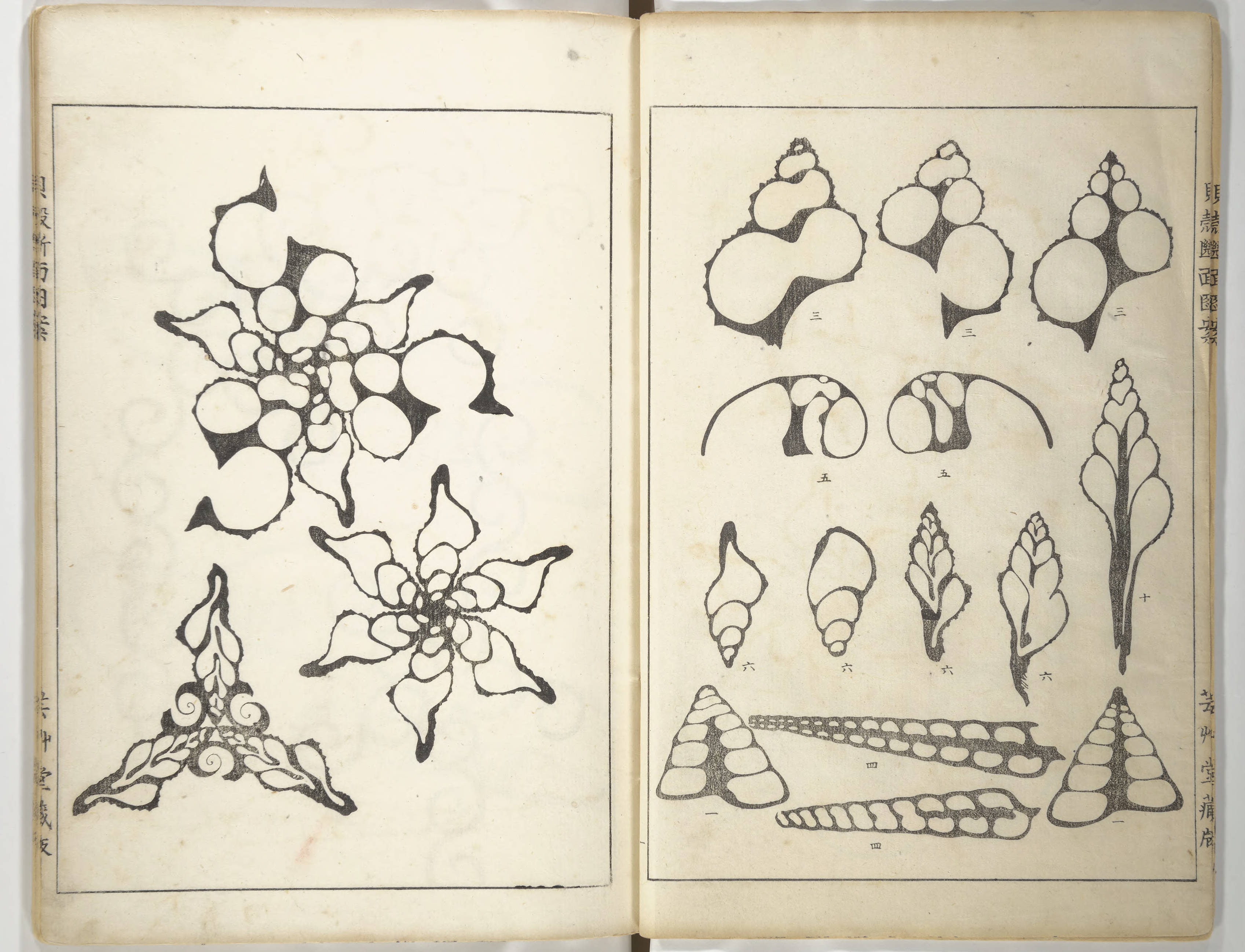 Shell Motifs (Kaigara dammen zuan) - 2013_860_006 - Japanese