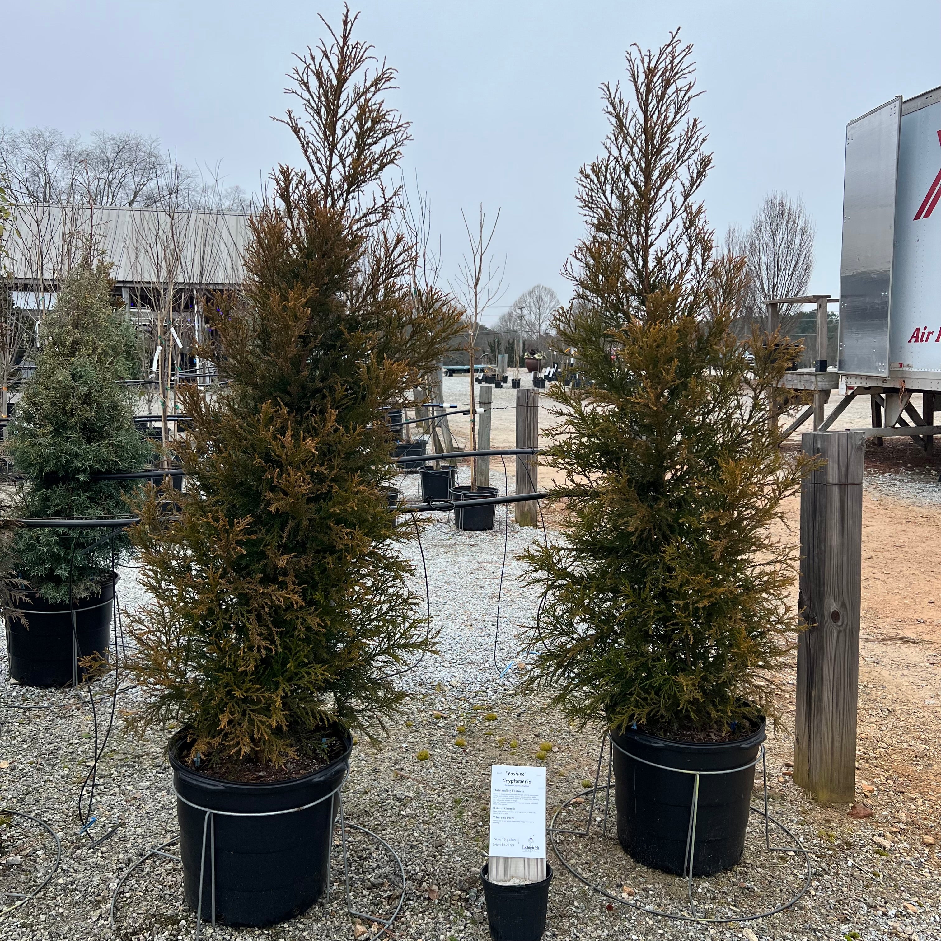 Yoshino Cryptomeria – Lichtenfelt's