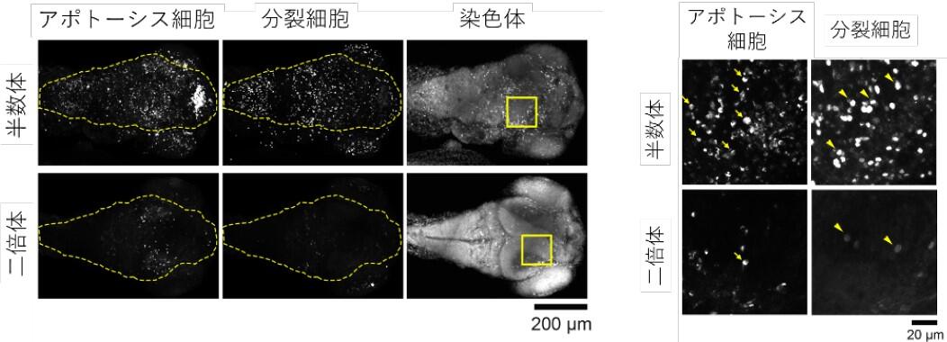 ゼブラフィッシュ半数体症候群の細胞異常を特定～脊椎動物における生活