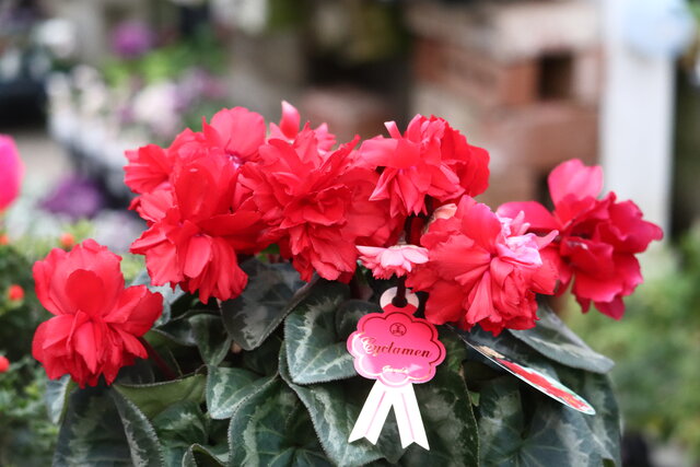 豪華な八重咲きのシクラメン赤い彗星&マウントギャザリング : モナ