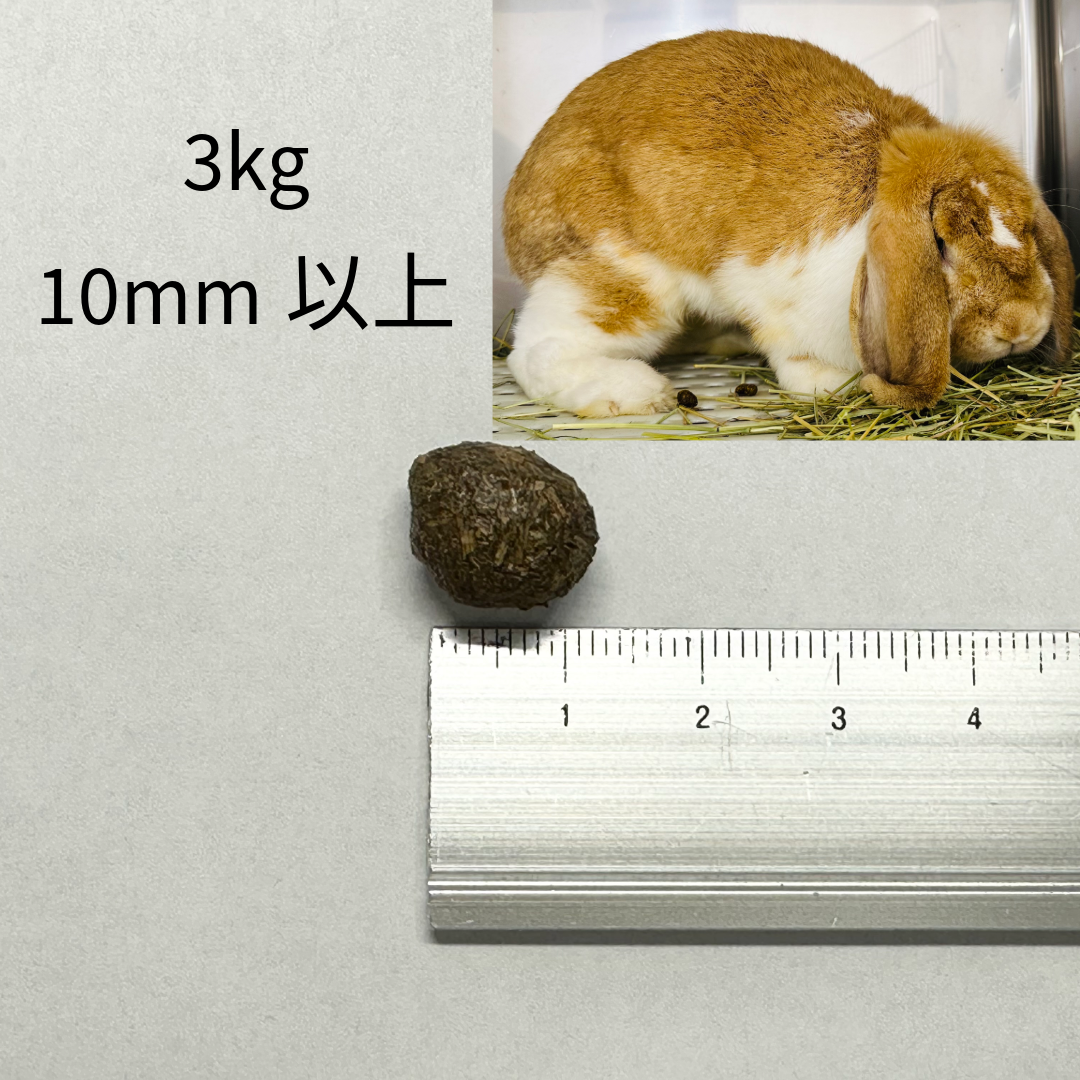 うさぎのうんち、重要なチェックポイント | 大阪府交野市「白兎