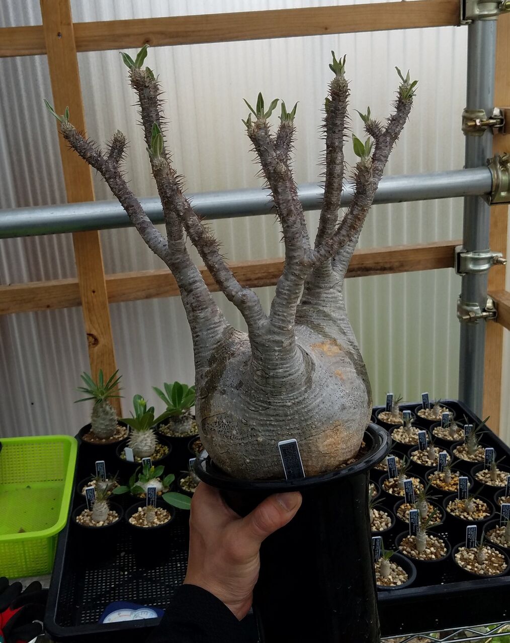 グラキリス現地球～冬からの導入～ : ETERNALPLANTSのblog