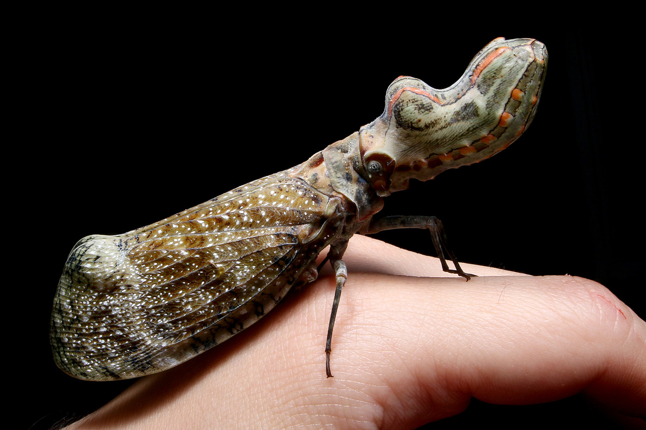 美しい！「神秘の昆虫 ビワハゴロモ図鑑」 : ありんこ日記 AntRoom