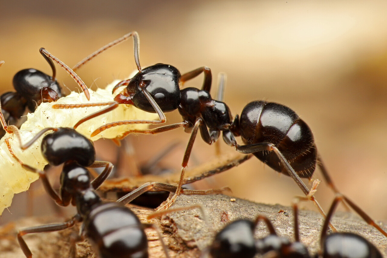 好蟻性昆虫を探すならクサアリの行列！ : ありんこ日記 AntRoom