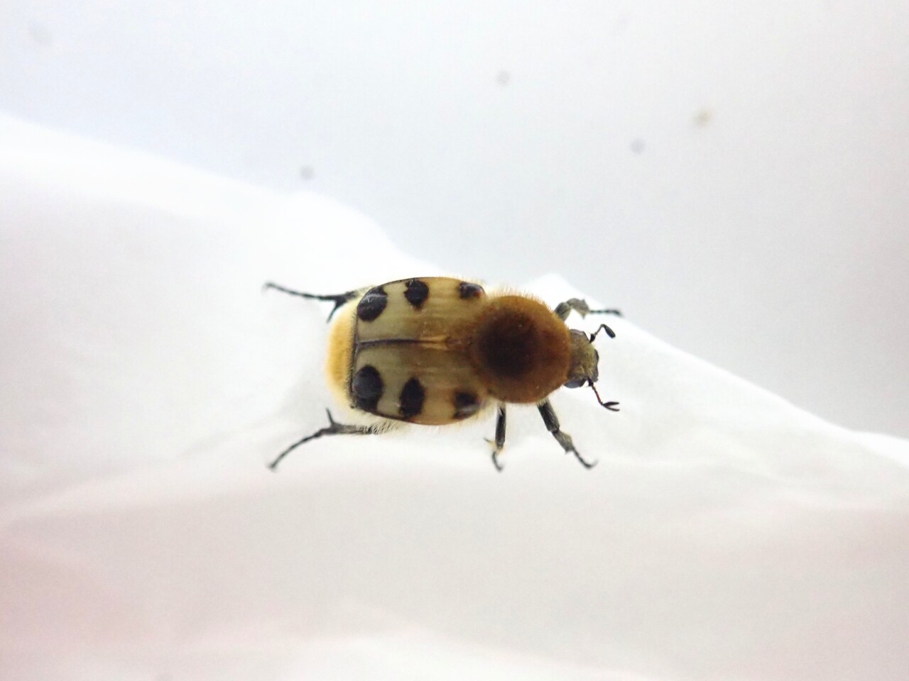 珍種？！トラハナムグリ : NEOの虫採りはいじゃんぷ